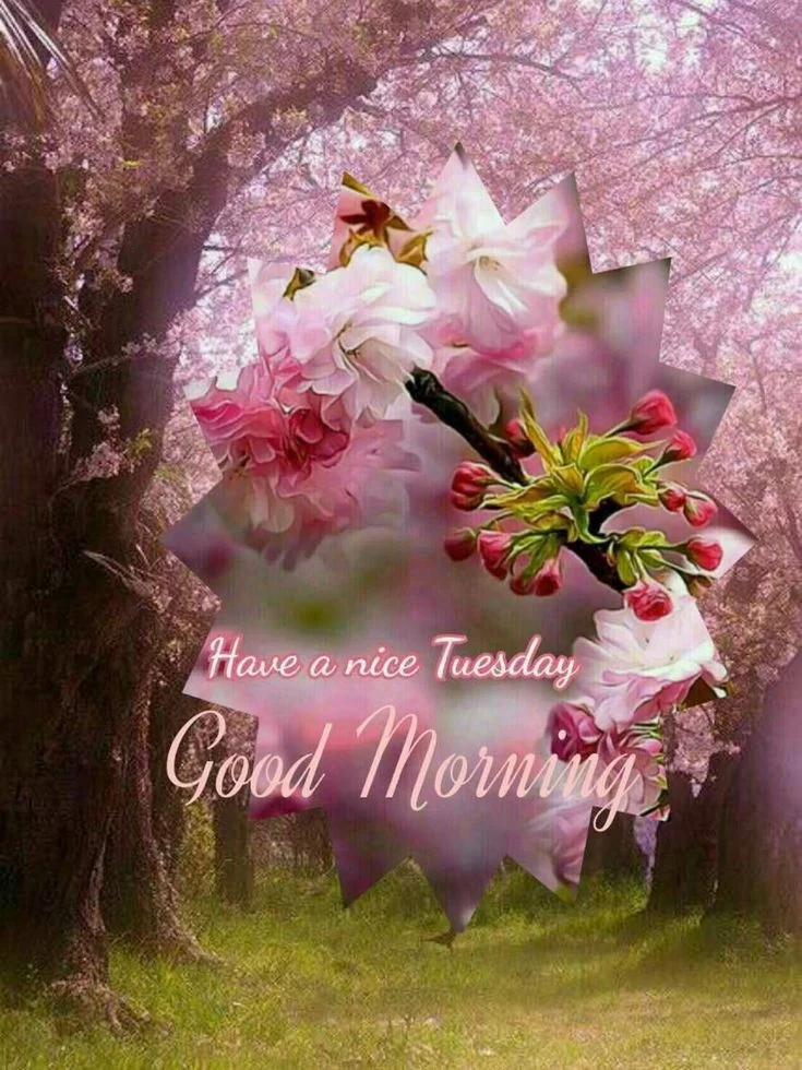 Good Morning Wishing You A Happy Tuesday Image